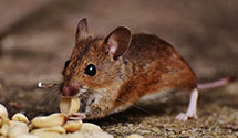 24 Hour & Emergency Exterminators in Lake Worth Beach, FL